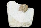 Bargain, Huntonia Trilobite - Oklahoma #164448-1